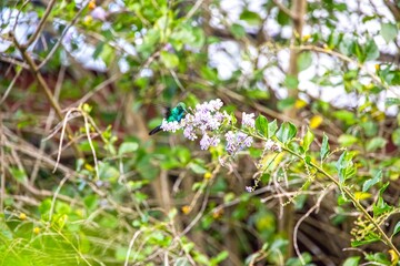 Fototapeta premium Green hummingbird feeding on flower Panama
