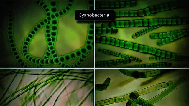 Types of cyanobacteria
