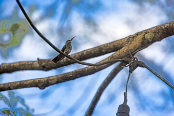 Fototapeta premium Hummingbird perched on branch with sky background Panama