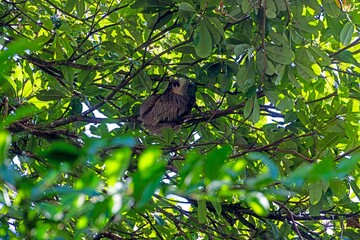 Fototapeta premium Sloth resting in tropical tree Panama