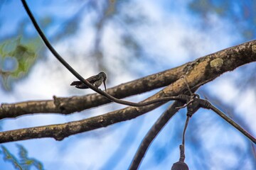 Obraz premium Hummingbird resting on branch in tropical forest Panama
