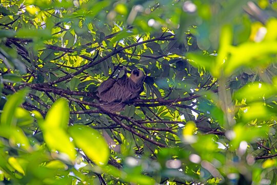 Sloth resting in tree Panama