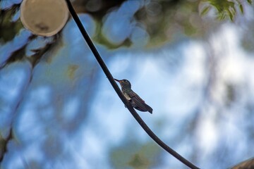 Obraz premium Rufous tailed hummingbird perched on branch Panama