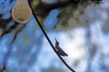 Obraz premium Rufous tailed hummingbird perched on branch Panama