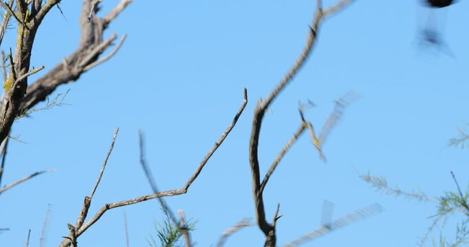 Glossy ibis, Plegadis falcinellus, perched in the dormitory tree. The Camargue, France.