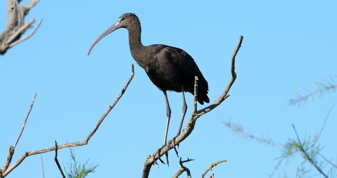 Glossy ibis, Plegadis falcinellus, perched in the dormitory tree. The Camargue, France.