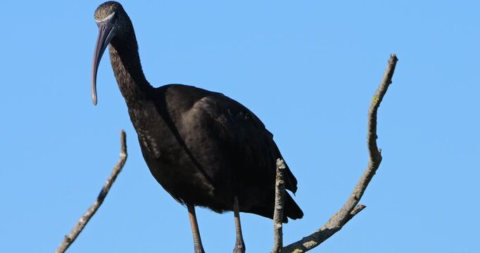 Glossy ibis, Plegadis falcinellus, perched in the dormitory tree. The Camargue, France.