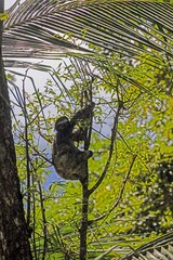 Fototapeta premium Sloth climbing in tropical tree in Panama
