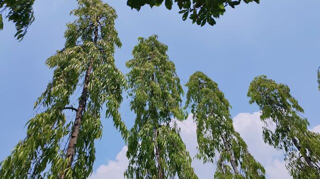 Tall slender Polyalthia longifolia or False Ashoka trees swaying gently against a clear blue sky in an urban park