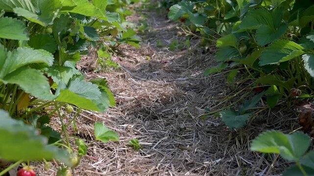 View along a narrow path covered with straw mulch between green rows of strawberry plants on a sunny plantation. Slow motion HD footage