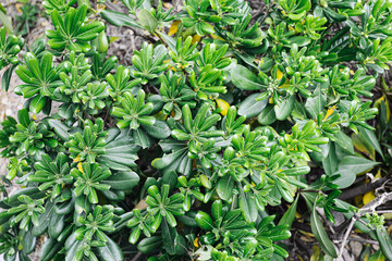Fototapeta premium Green coastal shrub closeup. Dense glossy leaves texture. Natural botanical background outdoors. Fresh tropical foliage detail. Vibrant garden plant growth. Lush evergreen branches pattern.