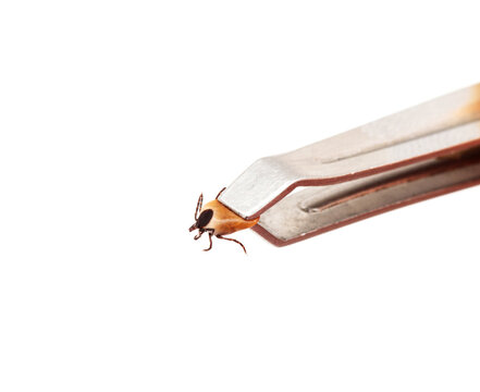 Ticks, isolated on a white background