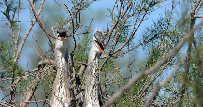 Couple of Grey herons, Ardea cinerea, perched on their dormitory tree, the Camargue, Southern France