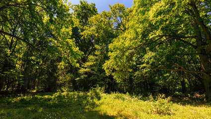 Fototapeta premium Green forest landscape colorful and blue sky , summer season.