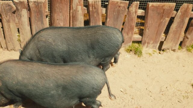 Black vietnamese pot-bellied pigs walking on sand in farm pen