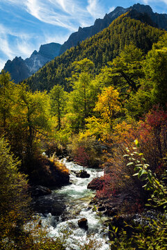 Yellow pine forest in Yading Nature Reserve