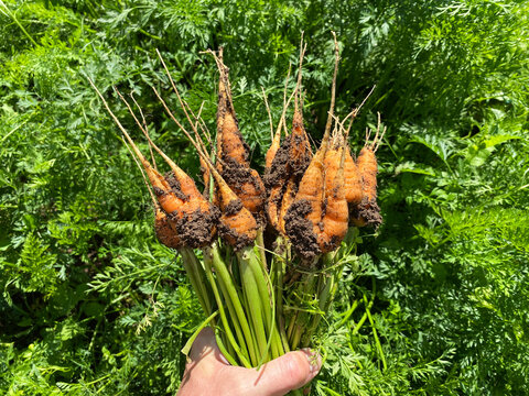 A bunch of fresh carrots in the garden, a new harvest. Ugly carrots. Grown-together and deformed vegetables