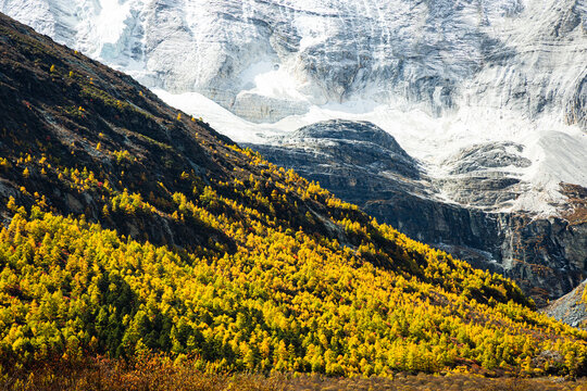 Yellow pine forest with snow mountains in the background at Yading Nature Reserve