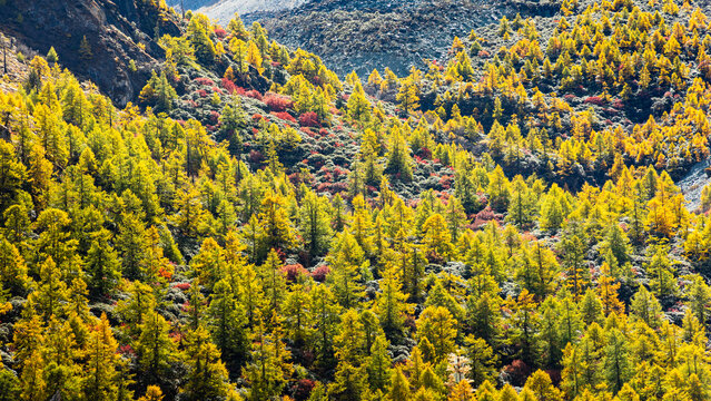 The Golden Autumn Woods. Colorful autumn forest in China.