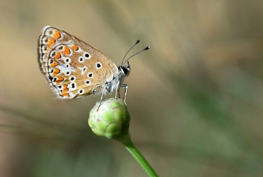Brown argus butterfly
