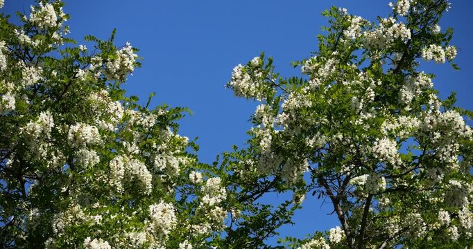 Robinia pseudoacacia, commonly known as black locust, Occitania, France