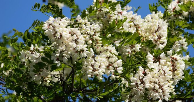 Robinia pseudoacacia, commonly known as black locust, Occitania, France