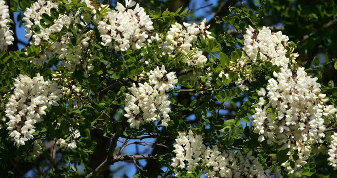 Robinia pseudoacacia, commonly known as black locust, Occitania, France