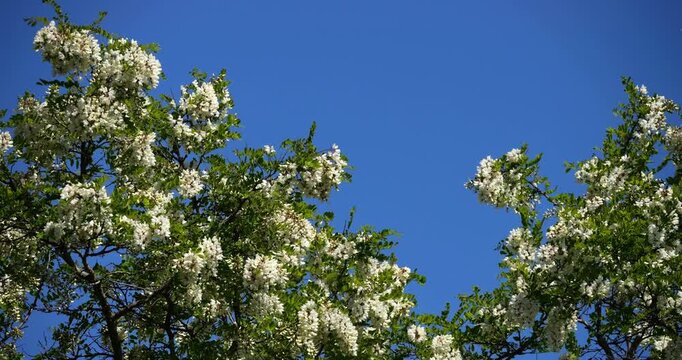 Robinia pseudoacacia, commonly known as black locust, Occitania, France