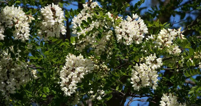 Robinia pseudoacacia, commonly known as black locust, Occitania, France