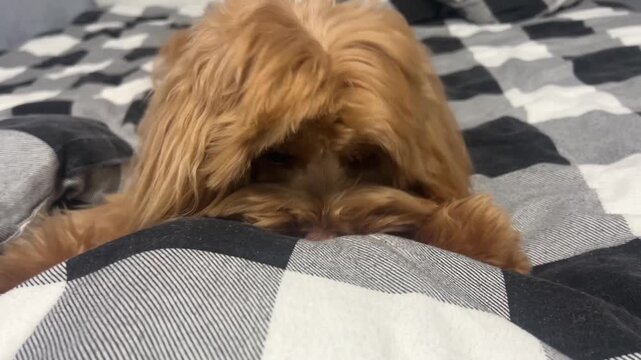 Playful puppy hiding under blanket playing with human hand cozy home pet fun interaction scene