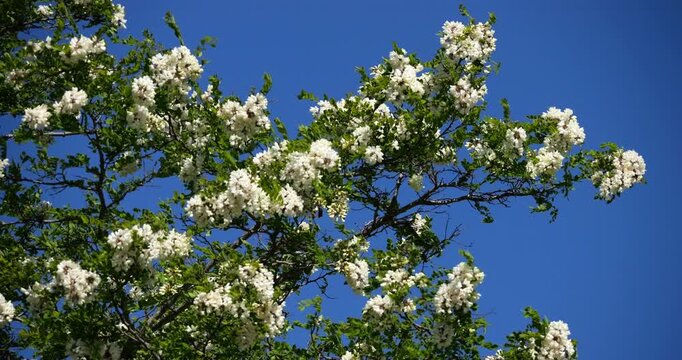 Robinia pseudoacacia, commonly known as black locust, Occitania, France