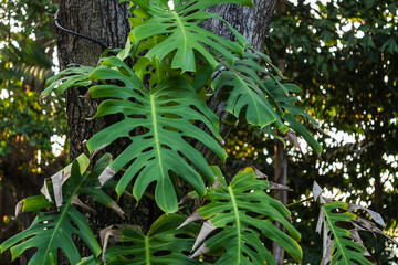 Obraz premium Tropical forest beauty close-up of vibrant green monstera leaves in a lush environment