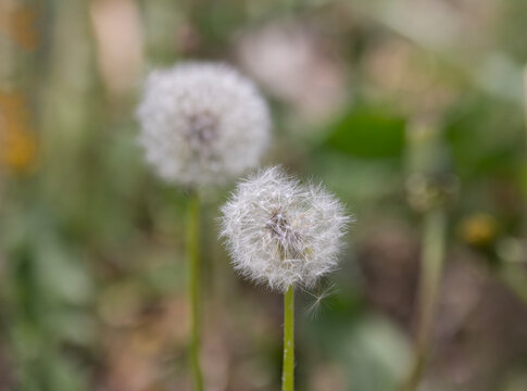 Delicate symbol of spring in closeup of dandelion seed head in selective focus against bokeh copy space background