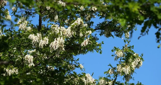 Robinia pseudoacacia, commonly known as black locust, Occitania, France