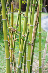 Fototapeta premium Bamboo growth and cultivation garden nature outdoor close-up sustainability