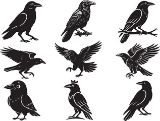 Rook Bird Standing with Sharp Beak and Dark Feathers © Ansar