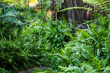 Naklejka premium Lush green foliage a close-up exploration of vibrant tropical gardens and natural serenity