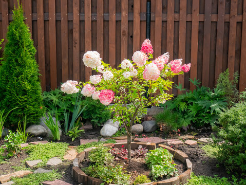 Pink and white hydrangea paniculata flowering tree in a home garden. Decorative shrub with lush blossoms in a backyard. Ornamental plant for landscaping design and botanical hobby.