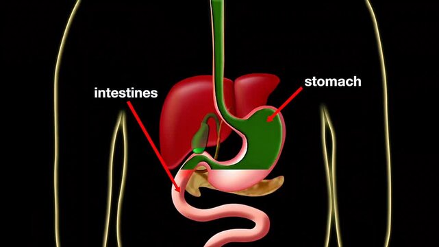 Swallowing and digestion of human food