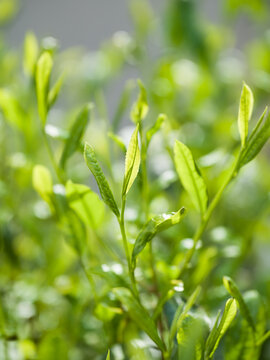 茶葉　新茶　茶畑