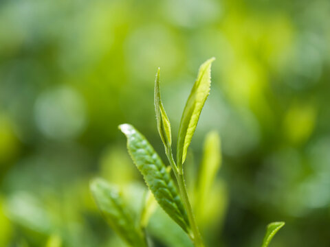 茶葉　新茶　茶畑