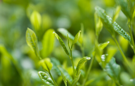 茶葉　新茶　茶畑
