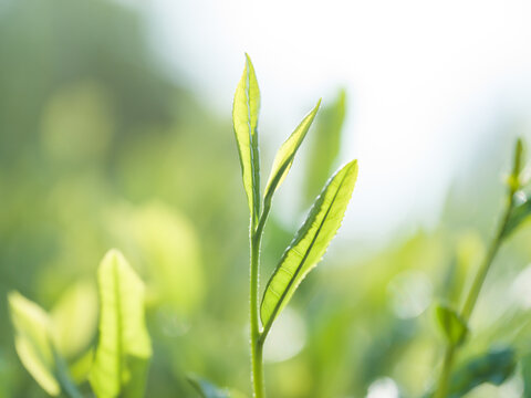 茶葉　新茶　茶畑