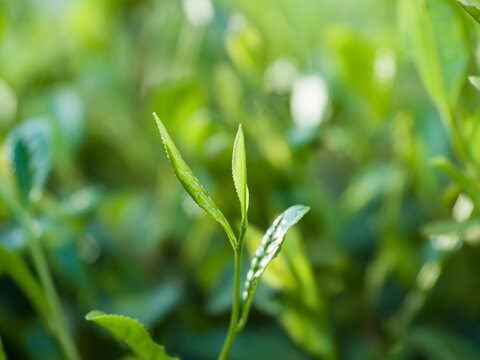 茶葉　新茶　茶畑