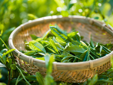 茶葉　新茶　茶畑