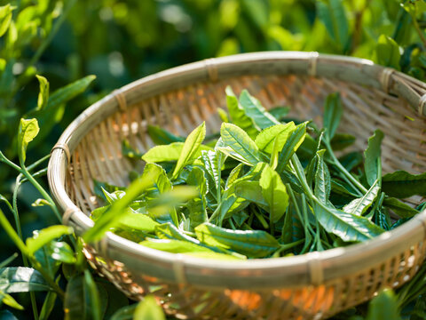 茶葉　新茶　茶畑