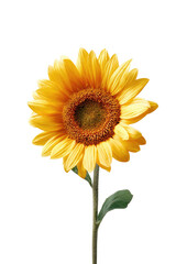 Obraz premium A vibrant, close-up view of a sunflower with bright yellow petals, against a black backdrop