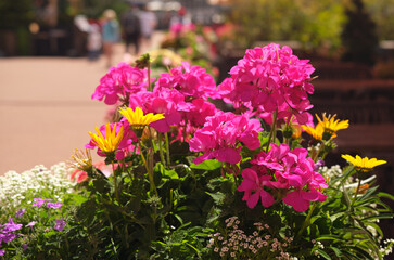 Fototapeta premium Pink geranium flowers against a blurred background of resort cafe and hotel. Close-up of blooming pelargonium graviolens. Selective focus. Not AI.