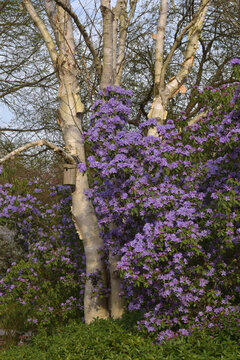 blau bl&uuml;hender Rhododendron