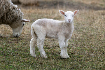 Naklejka premium Side view of delightful adorable white fluffy baby lamb domestic sheep Ovis aries 